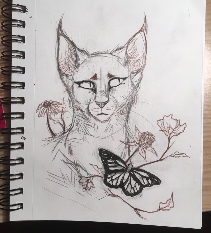 Рисунки котов для срисовки