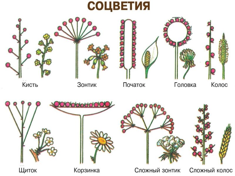 Биология 6 класс типы соцветие рисунок