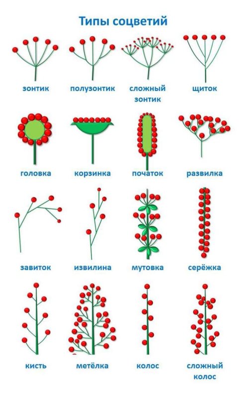 Соцветия 6 класс биология