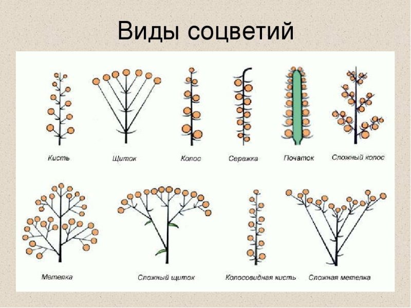 Соцветия покрытосеменных растений