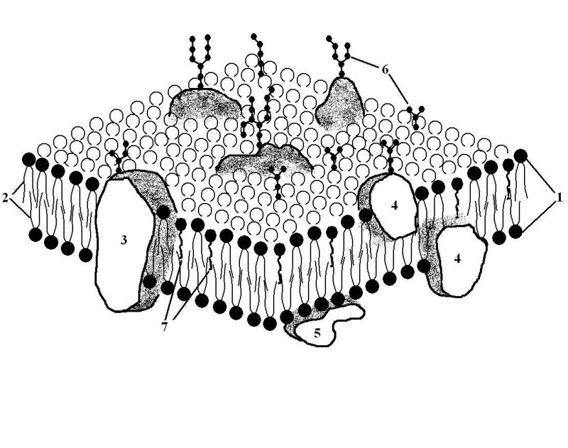 клеточная плазматическая мембрана