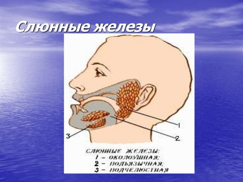 Расположение больших слюнных желез