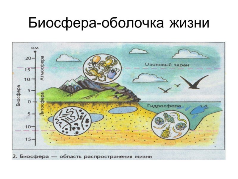 Биосфера рисунок