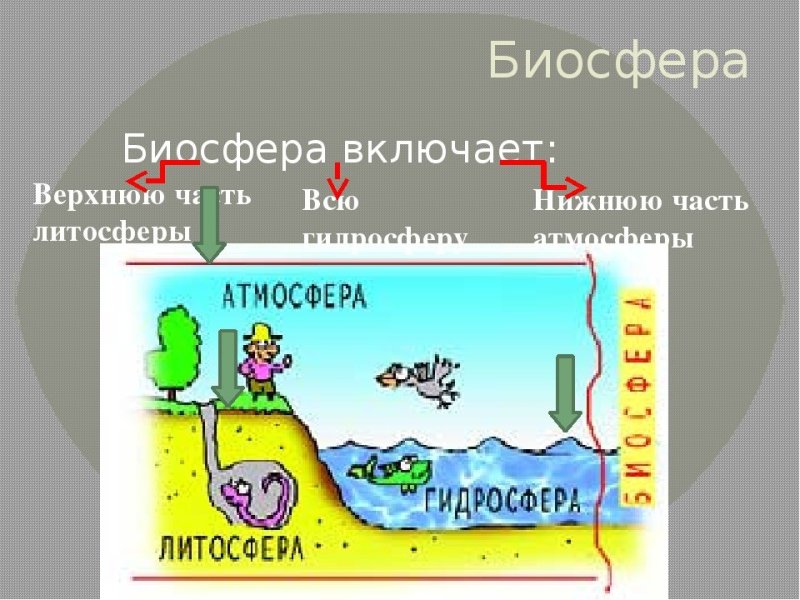 Биосфера рисунок