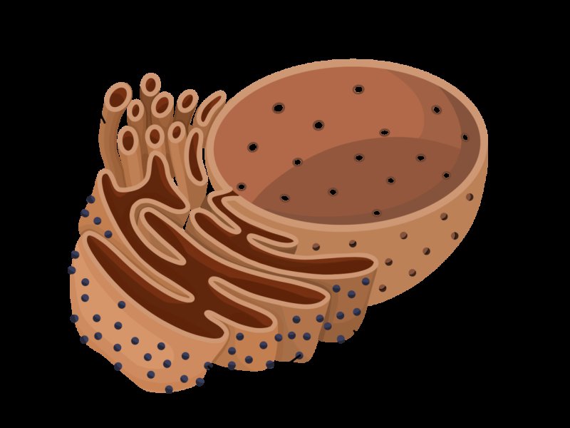эндоплазматический ретикулум строение