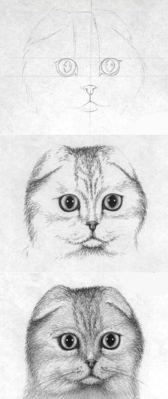 Кошка рисунок карандашом