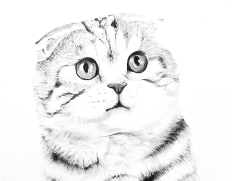 Шотландская вислоухая кошка