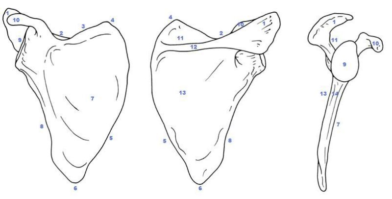 Лопатка scapula