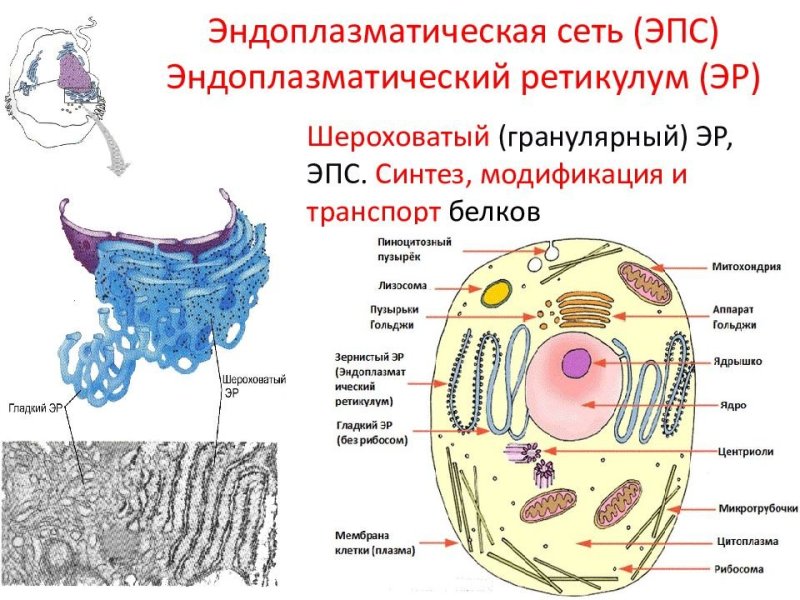 Эпс клетки
