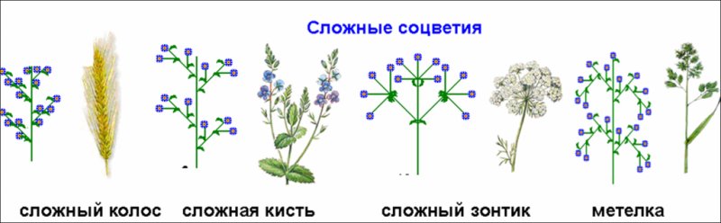 Тип соцветия двойная кисть