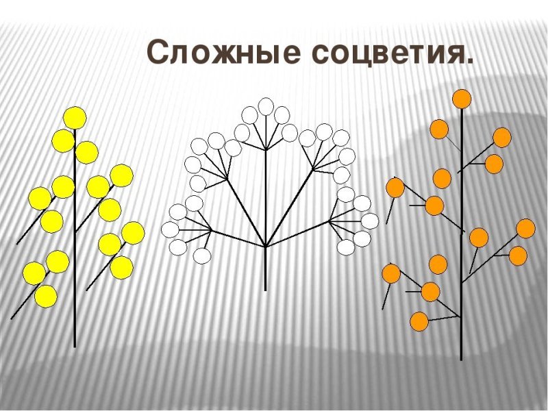 Соцветие это в биологии