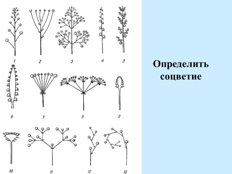Колосовидная метелка схема