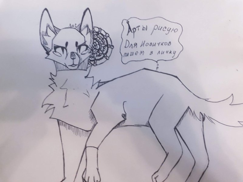Коты Воители рисунки