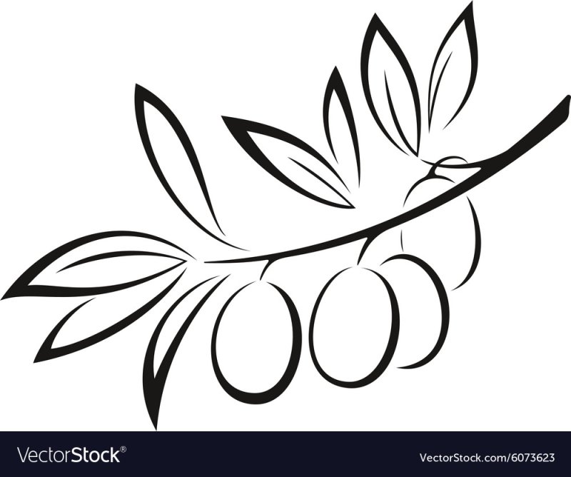 Оливки на ветке