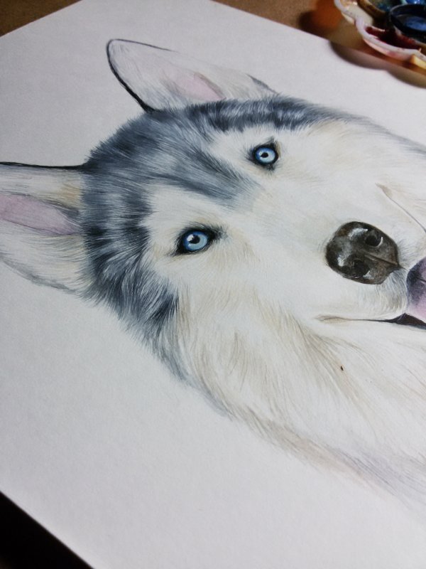 Husky краска