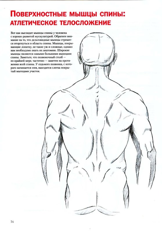 Спина рисунок