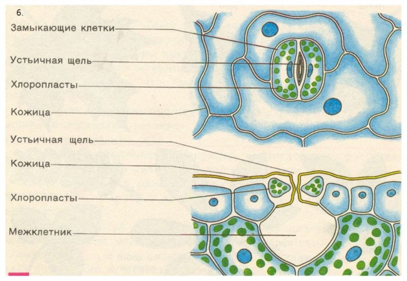 Строение клетки устьица