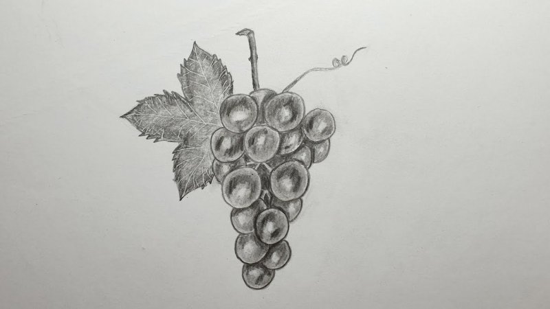 Виноград рисунок карандашом