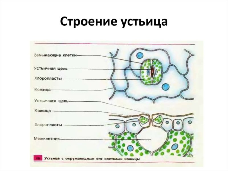 Строение устьица биология 6