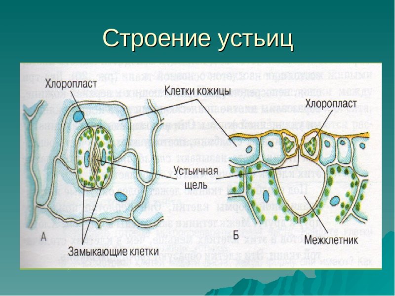 Устьица