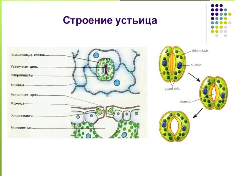Устьице растительной клетки
