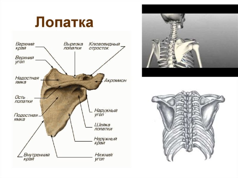 Анатомия костей лопатки