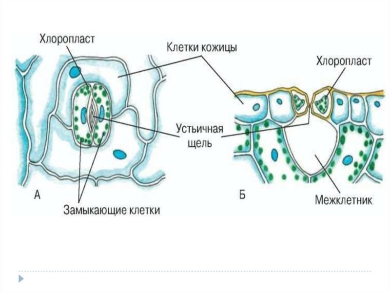 Замыкающие клетки устьиц