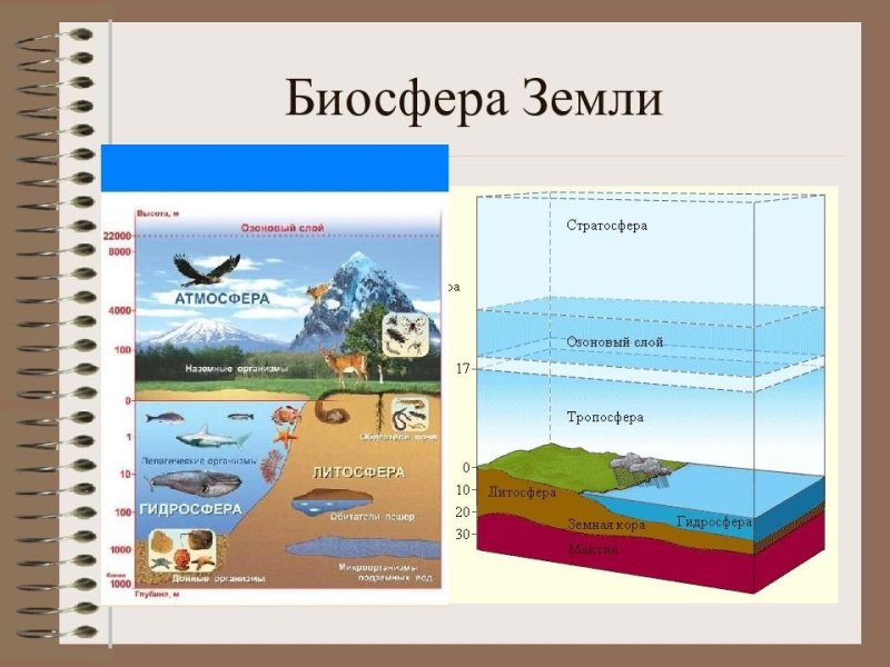 Биосфера - оболочка жизни. Границы биосферы.