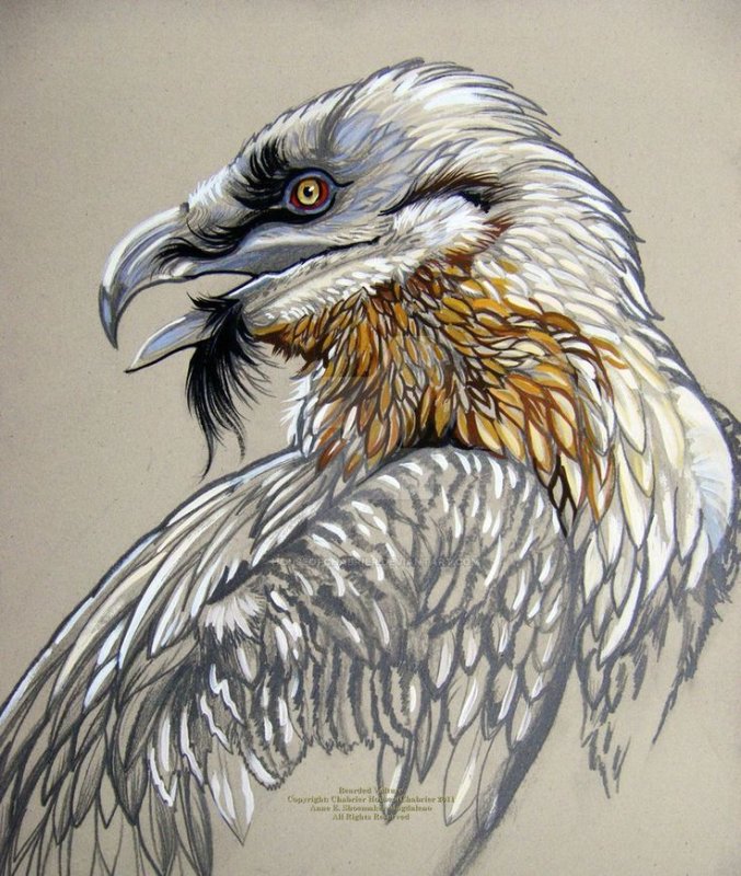 Стервятник птица