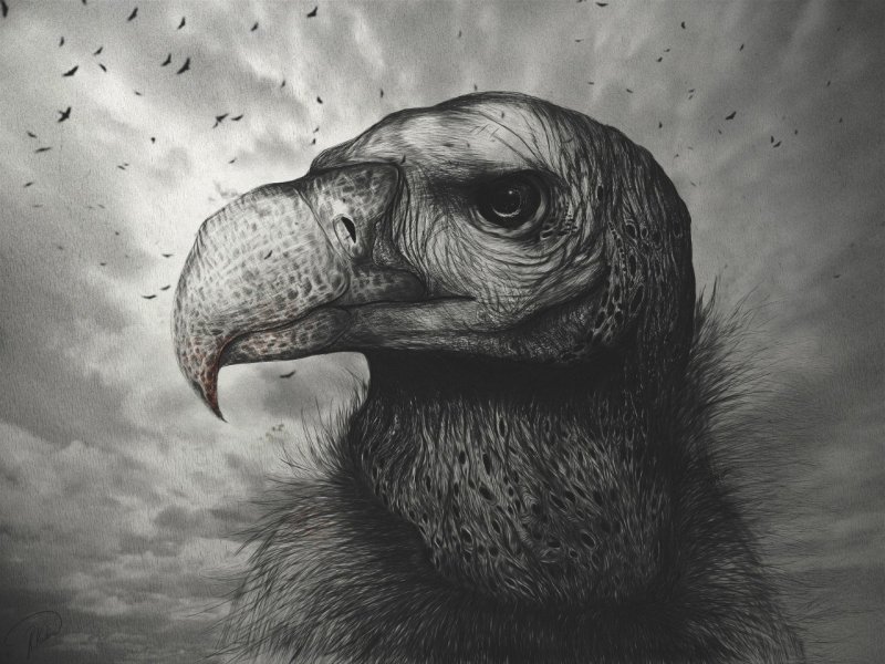 Птица падальщик