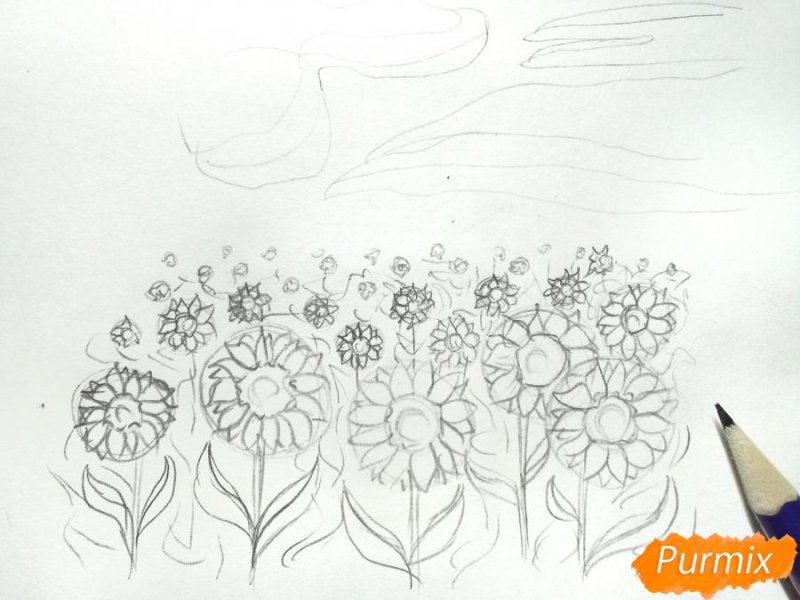 Подсолнух рисунок карандашом