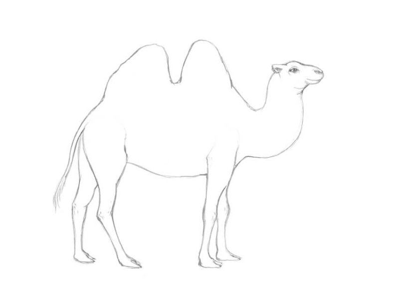 Верблюд рисунок легкий