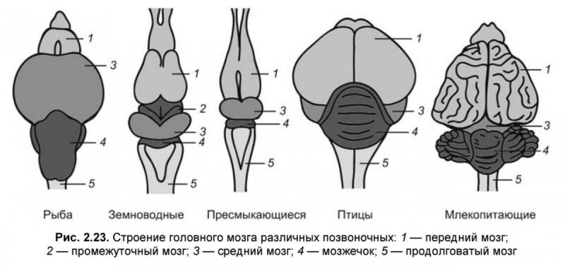 Головные мозги хордовых ЕГЭ