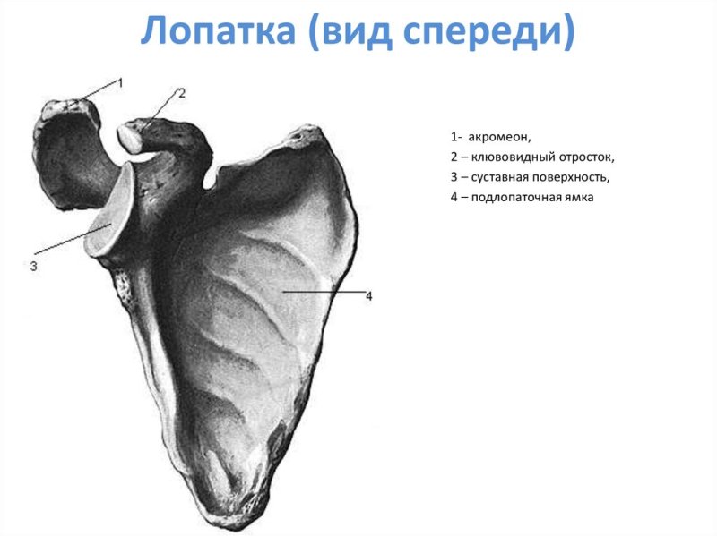 Строение лопатки спереди и сзади