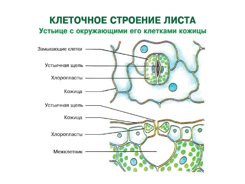 Строение устьица листа ткань