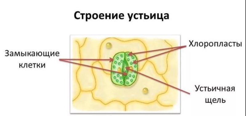 Структура кожицы листа одуванчика под микроскопом