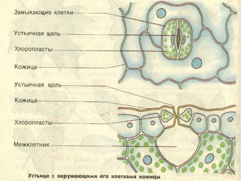 Эпидермис листа клетки устьица