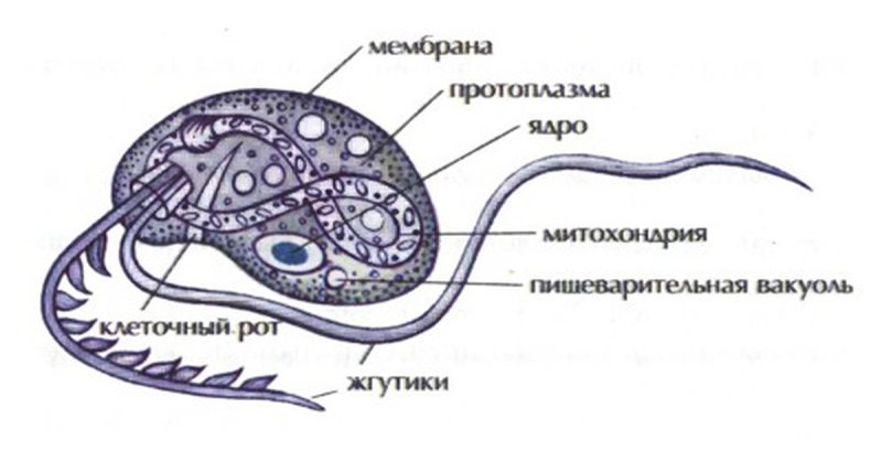 Строение жгутиконосца Бодо