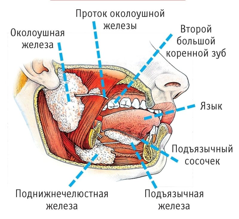 Схема строения слюнных желез