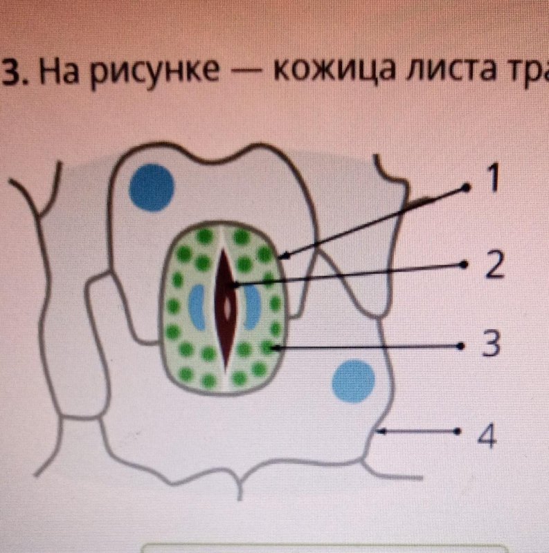 Устьица традесканции