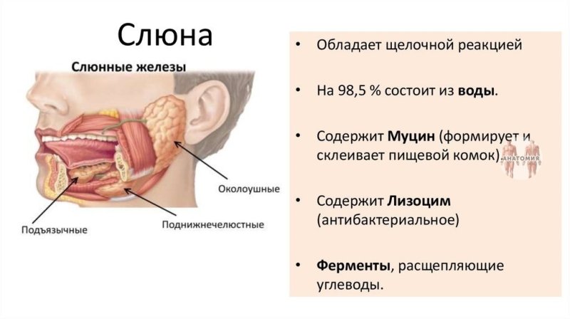 Слюнные железы ротовая жидкость