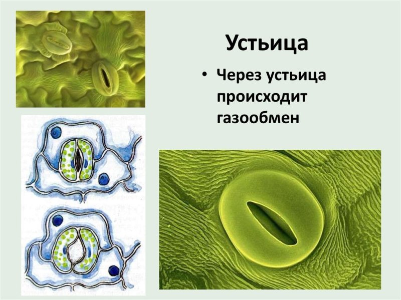 Устьица на листе растения