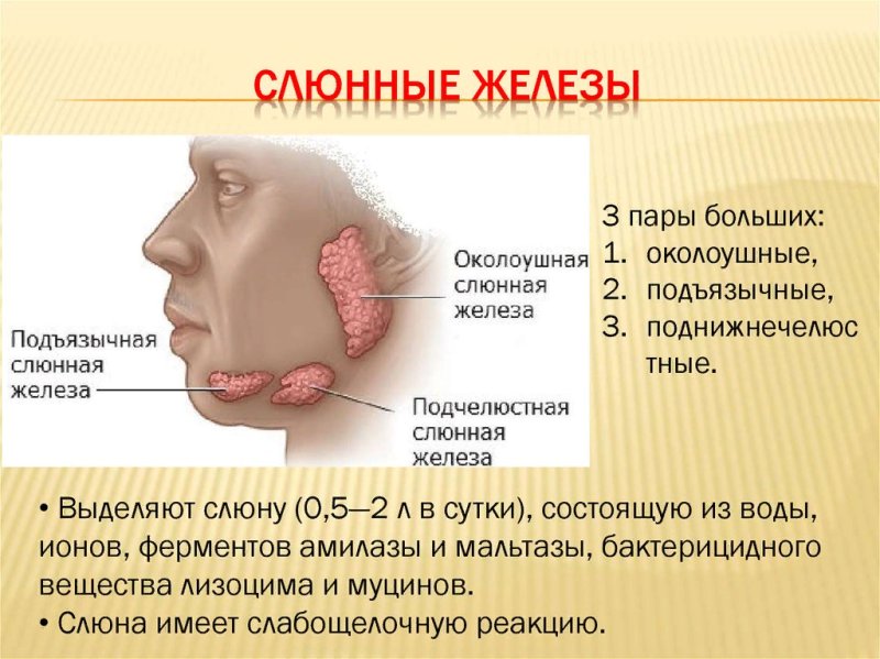 Воспаление околоушной слюнной железы