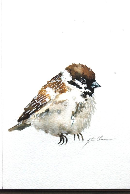 воробей акварелью