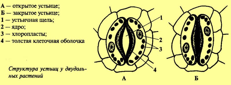 Строение устьиц растений