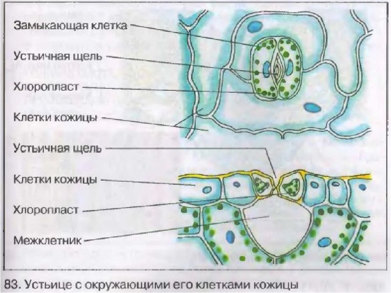 Внутреннее строение листа устьица