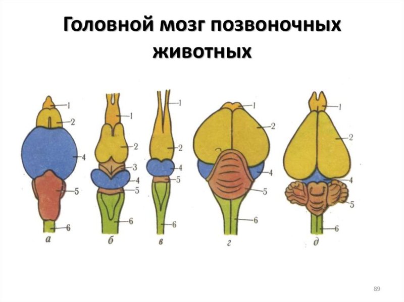 Мозг рыб земноводных пресмыкающихся