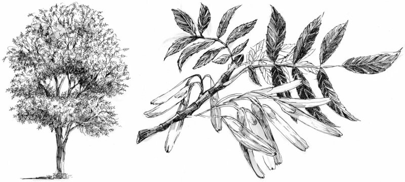 ясень пенсильванский дерево