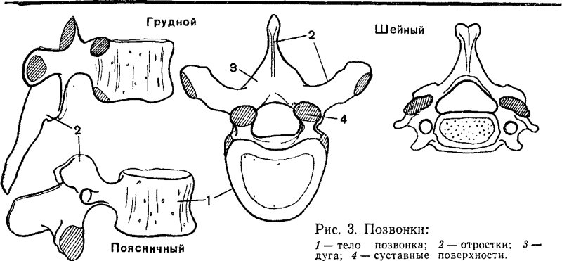 Строение позвонка грудного отдела