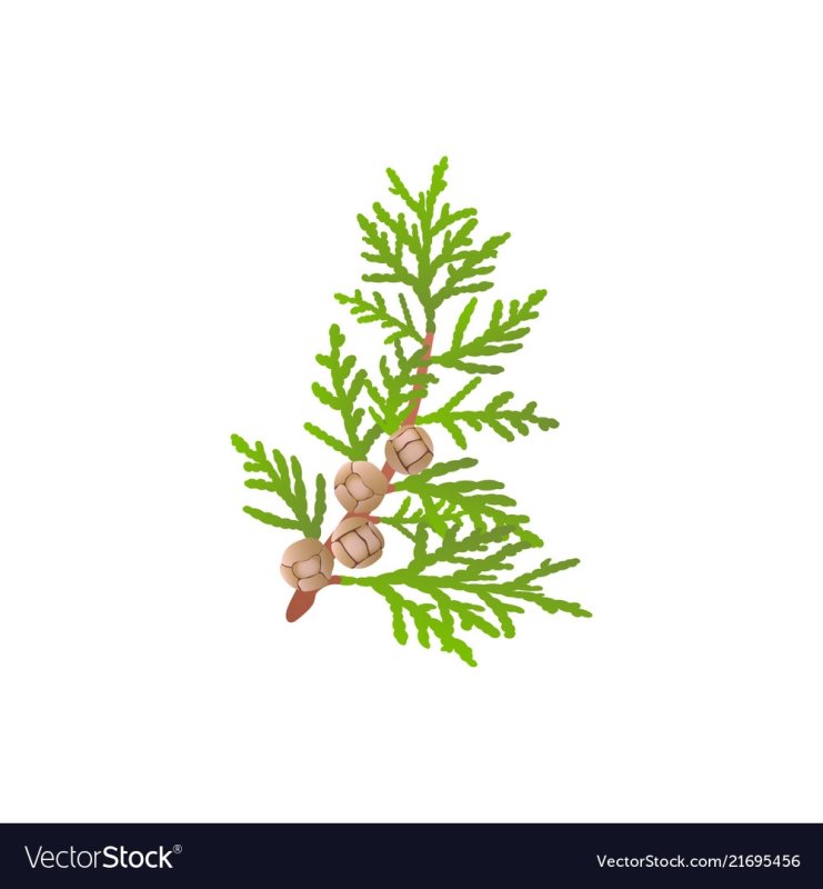 Туя мультяшная